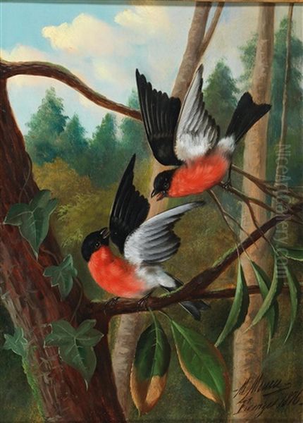 Two Birds Fighting - view 1