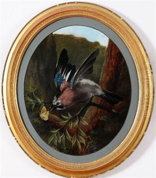 A Jay In A Tree Sighting A Butterfly - view 1