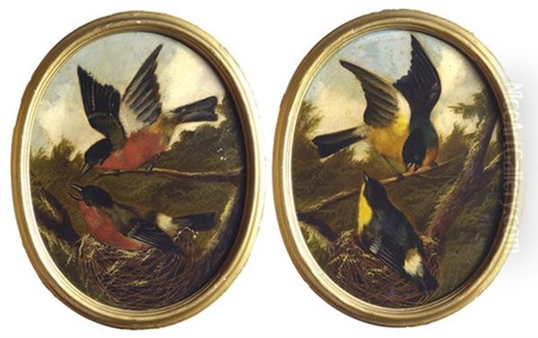 Ciuffolotti Nel Nido (pair) - view 1