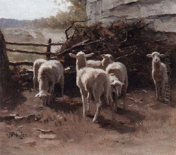 A Flock Of Lambs In Pasture - view 1
