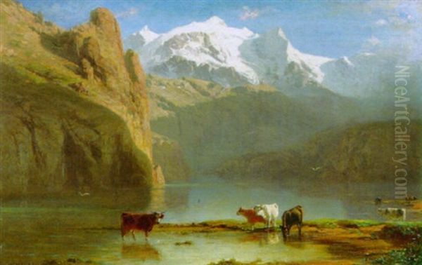 Kuhe Am Bergsee - view 1