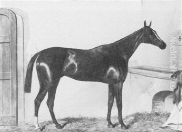 The Bay Racehorse "thormanby" In A Stall - view 1