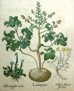 Two Plates by Basilius Besler