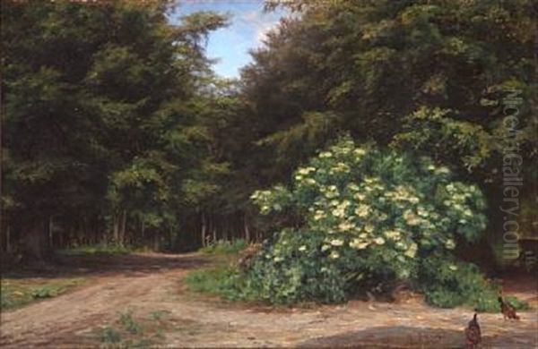 Forest Glade With A Blooming Elder - view 1