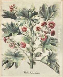 Malua Arborescens, Coleus Louise by Basilius Besler