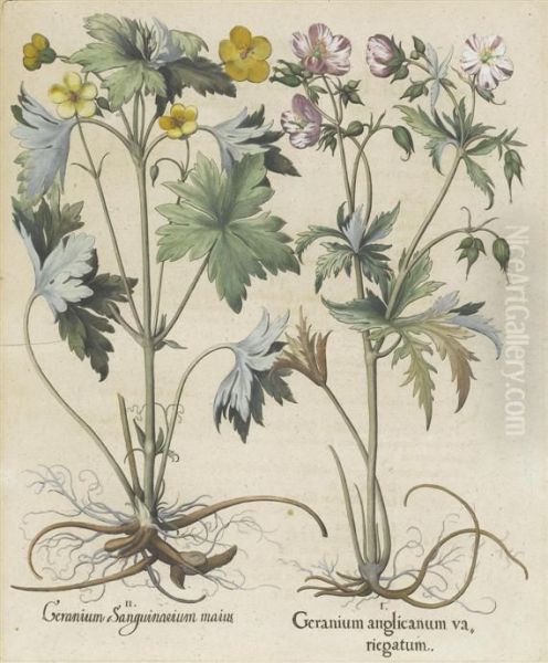 Geranium Anglicanum Va,riegatum Ii - view 1
