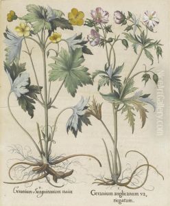 Geranium Anglicanum Va,riegatum Ii by Basilius Besler