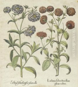Lichnis Sylvestris Florepleno Rubro Ii by Basilius Besler