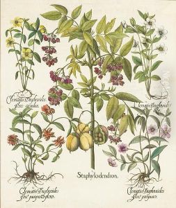 Staphylodendron by Basilius Besler