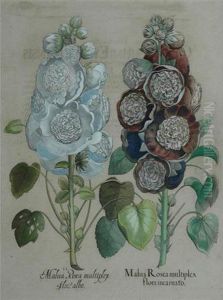 Malua Rosea Multiplex by Basilius Besler