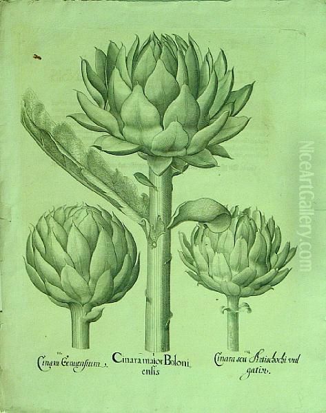 Cinaramaior Boloni Enlis - ..., From Hortus Eystettensis by Basilius Besler