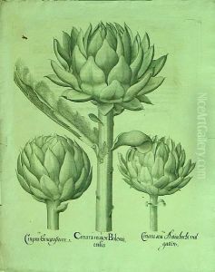 Cinaramaior Boloni Enlis - ..., From Hortus Eystettensis