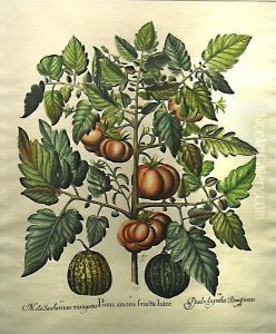 Poma Amoris Fructu Luteo