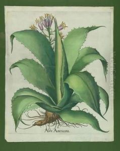 Aus Dem Hortus Eystettensis by Basilius Besler