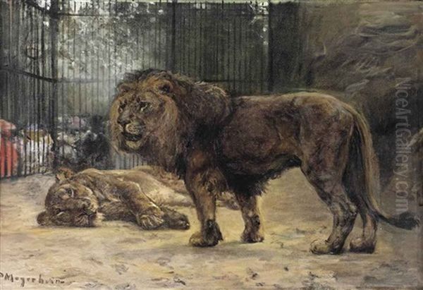 Watching The Lions - view 1