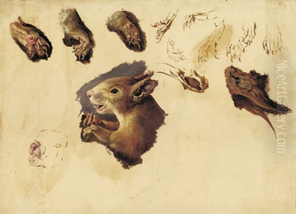 Eichhornchen (study) - view 1
