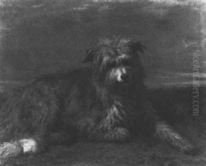 Sheepdog In A Field