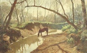 Pferd An Einer Wasserstelle Pferd An Einer Wasserstelle