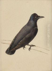 Corbeau by Pancrace Bessa