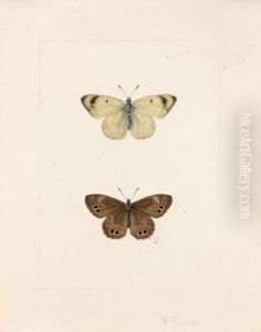 Un Papillon Blanc Appele Gaze Et Un Nymphalidae Satyrnae Marron A Points Noirs by Pancrace Bessa