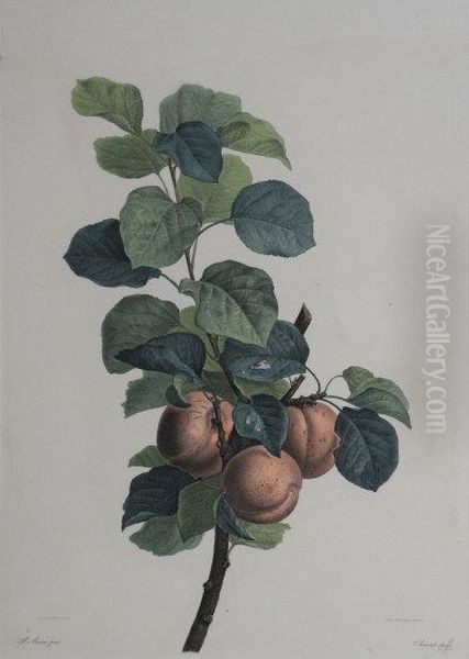 A Study Of Apples - view 1