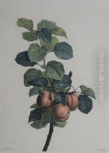 A Study Of Apples by Pancrace Bessa
