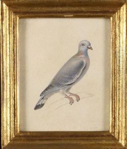 Pigeon by Pancrace Bessa