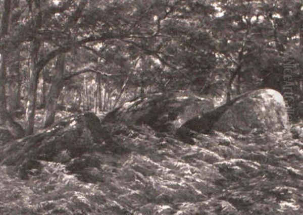 Roches Et Fougeres, Foret De Fontainbleu - view 1