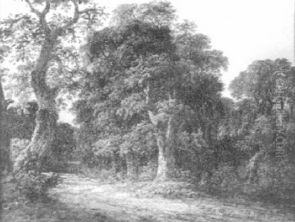 Road Through The Woods - view 1