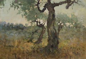 Alberi Di Ulivo