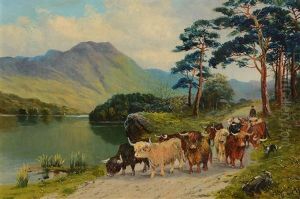 Herding Highland Cattle