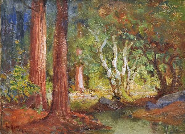 Redwoods With Sunbeams - view 1