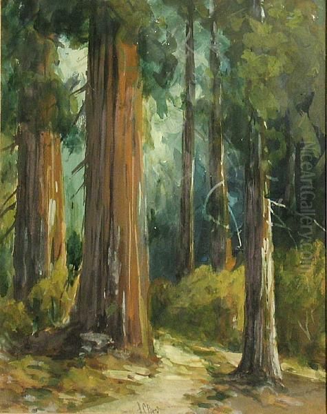 Mariposa Big Trees - view 1