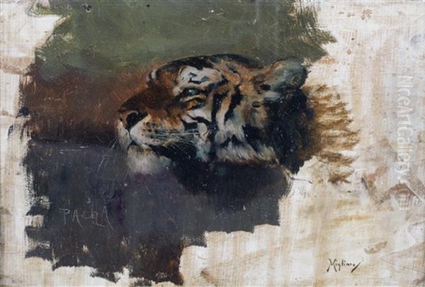Pacha: Study Of A Tiger - view 1