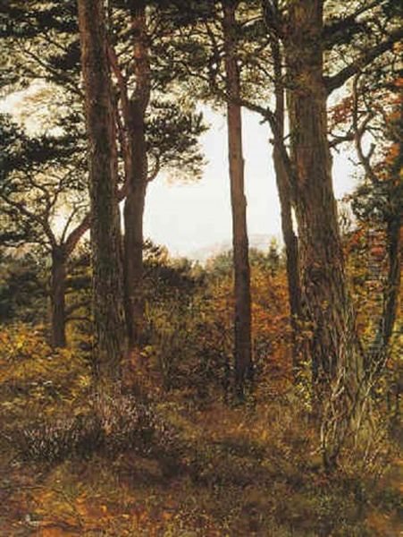 Scotch Firs - view 1