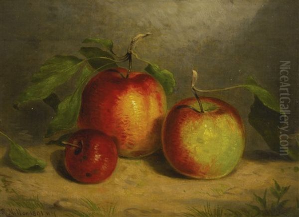 A Study For Apples From Nature - view 1