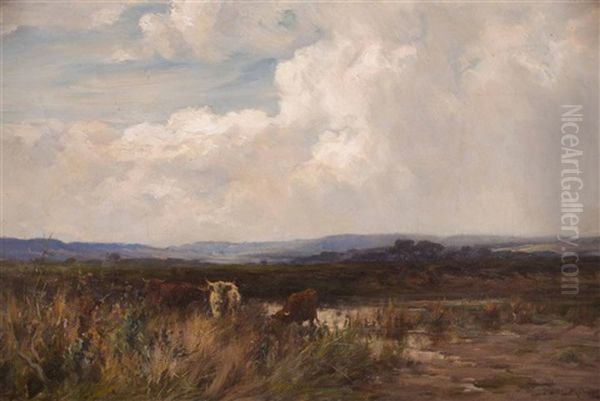 Highland Cattle Watering, Sunset - view 1