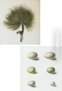 Seaweed; And Six Wild Birds' Eggs by Antoine Germain Bevalet