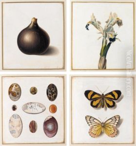 A Botanical Album With 18 Sheets Of Fish, Shells, Minerals, Seeds, Flowers And Other Curiosities by Antoine Germain Bevalet