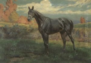 The Sirdar, Saratoga