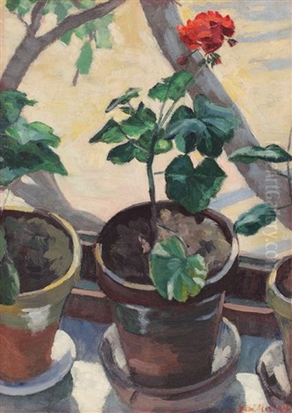 Geranium - view 1