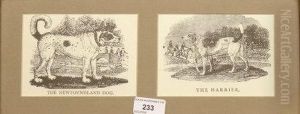 Newfoundland Dog And The Harrier by Thomas Bewick