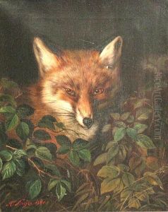 A Fox In The Woods