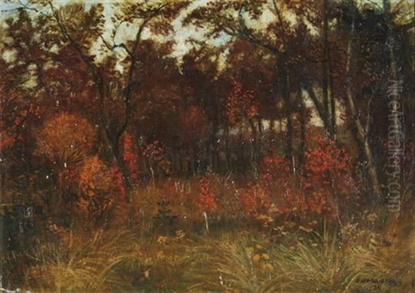 Herbst In Der Surheide - view 1