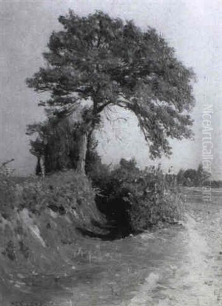 Baum In Der Sonne - view 1