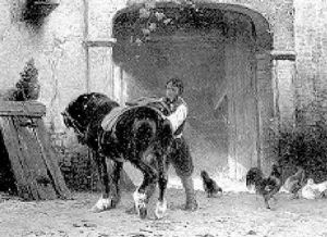 Saddling A Horse