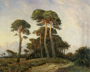 Kieferbaume In Tisvelde Hegn In Nordseeland In Danemark