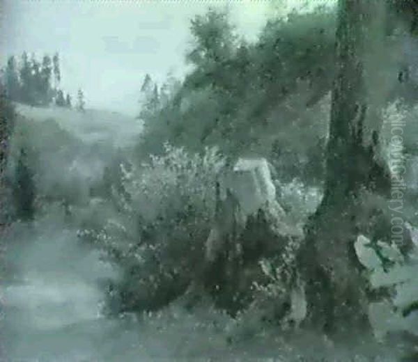 Baumstrunk Zwischen Baum Und Gebusch - view 1