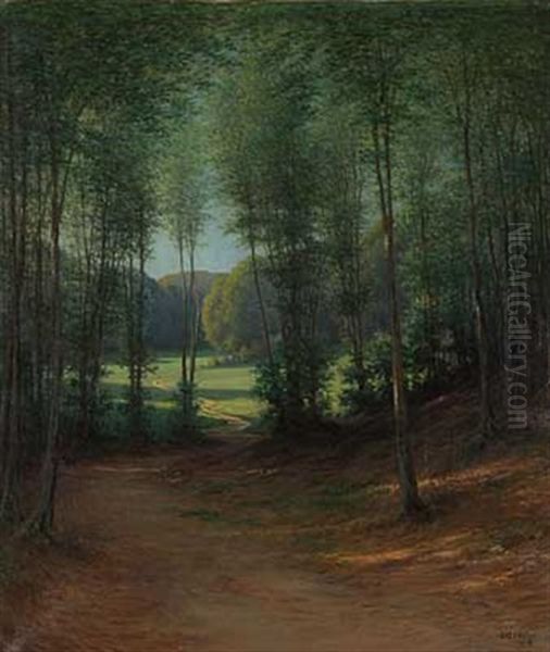 Blick Auf Sommerliche Waldlichtung - view 1