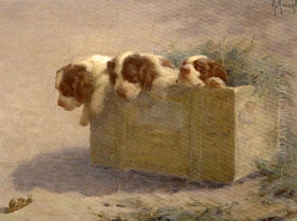 Chiots - view 1